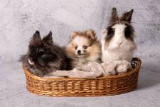 Evvie SEEL - PIXSEEL