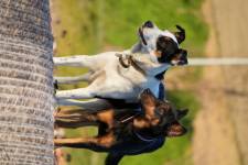 Alexandre LABADIE - LABADIE ALEXANDRE