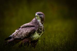 Julien SESIA - Julien-Sésia-Photographie©